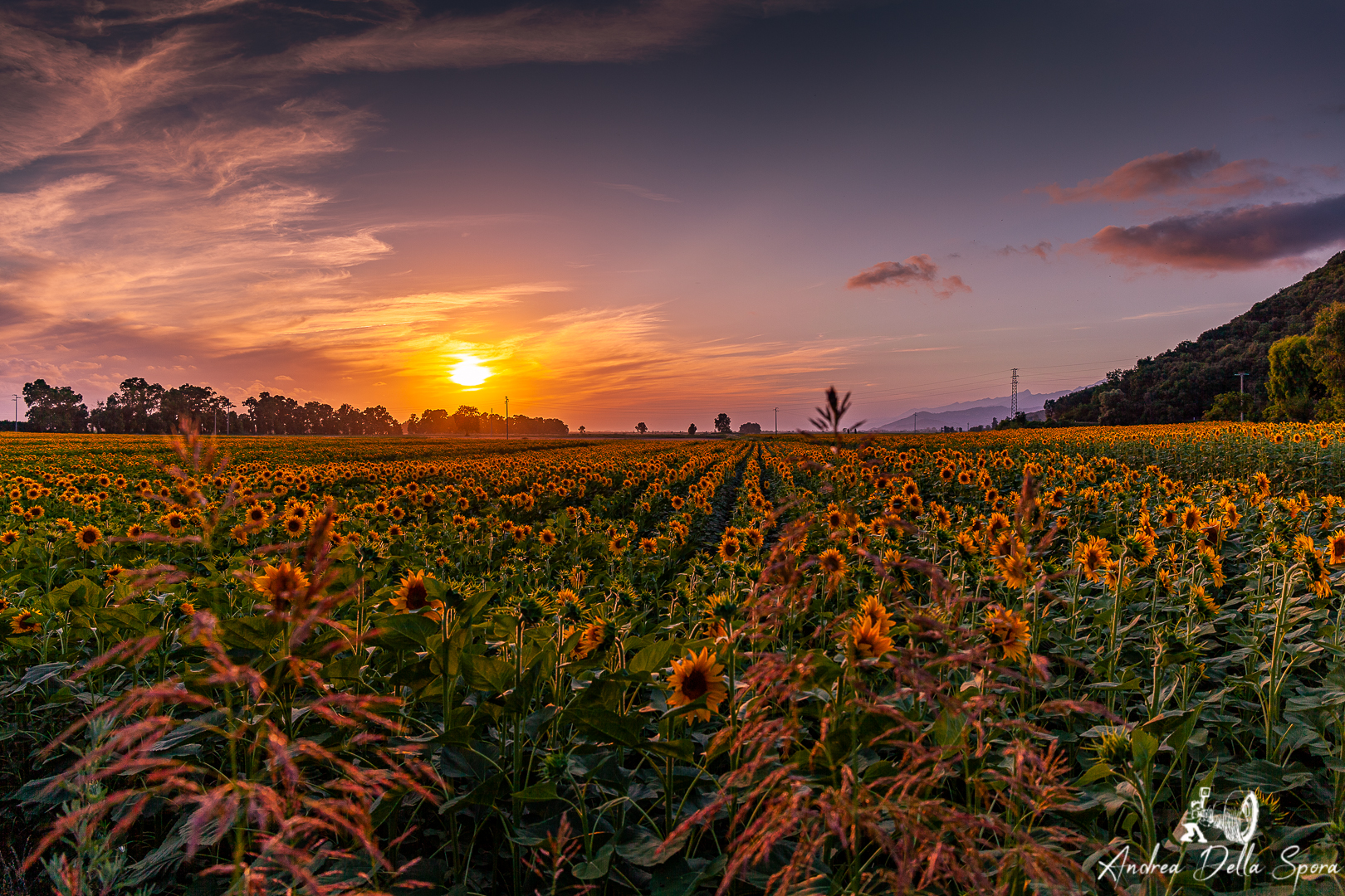 girasoli-sunflowers-estate-summer